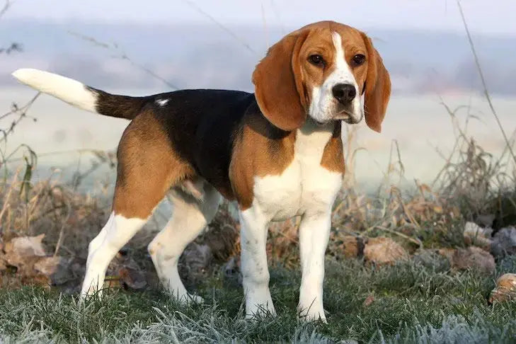 Beagle Dog Breed