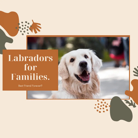 Labrador