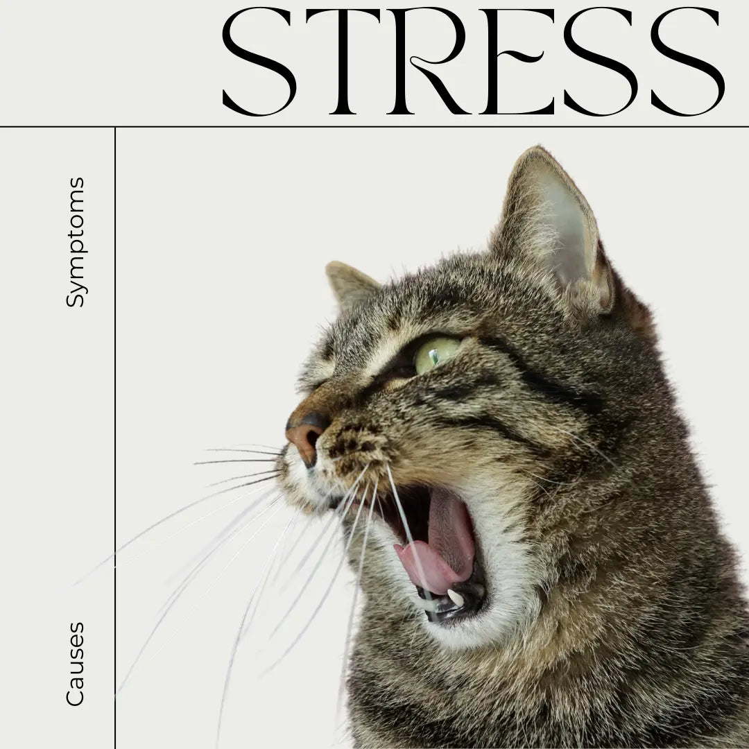 Diabetes in Cats