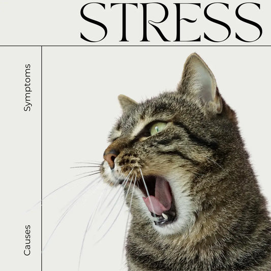 Diabetes in Cats