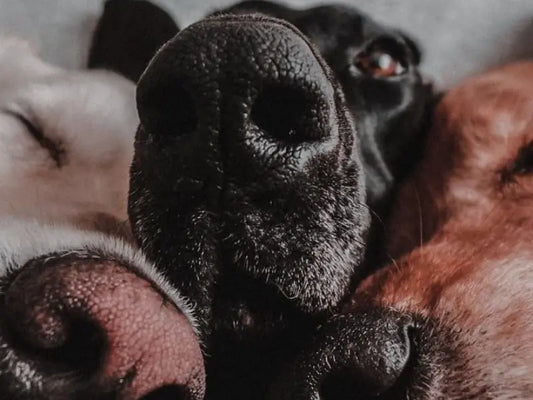Dogs fart