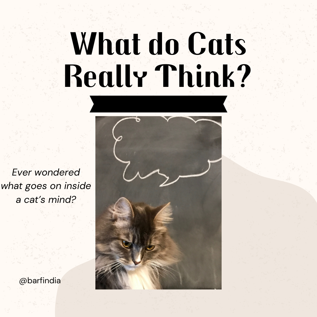 What do cats think