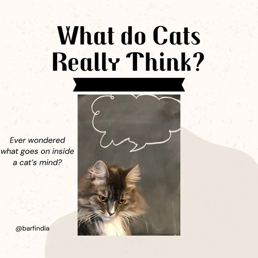 What do cats think