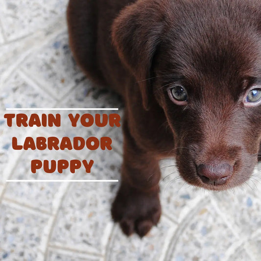 How to train your labrador puppy