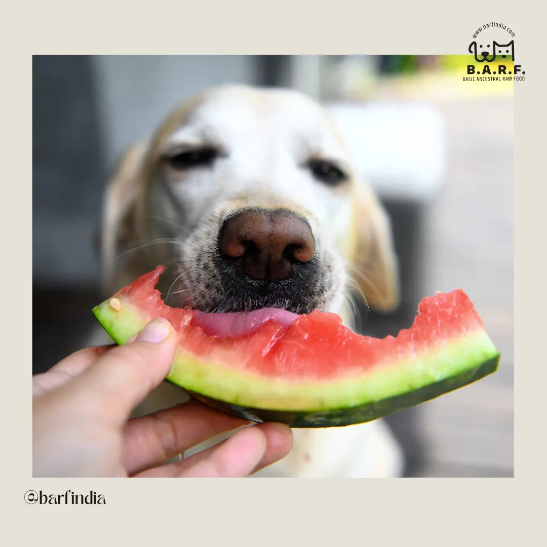 fresh dog food