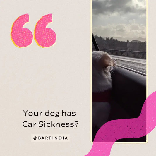 Help Dogs Conquer Car Sickness
