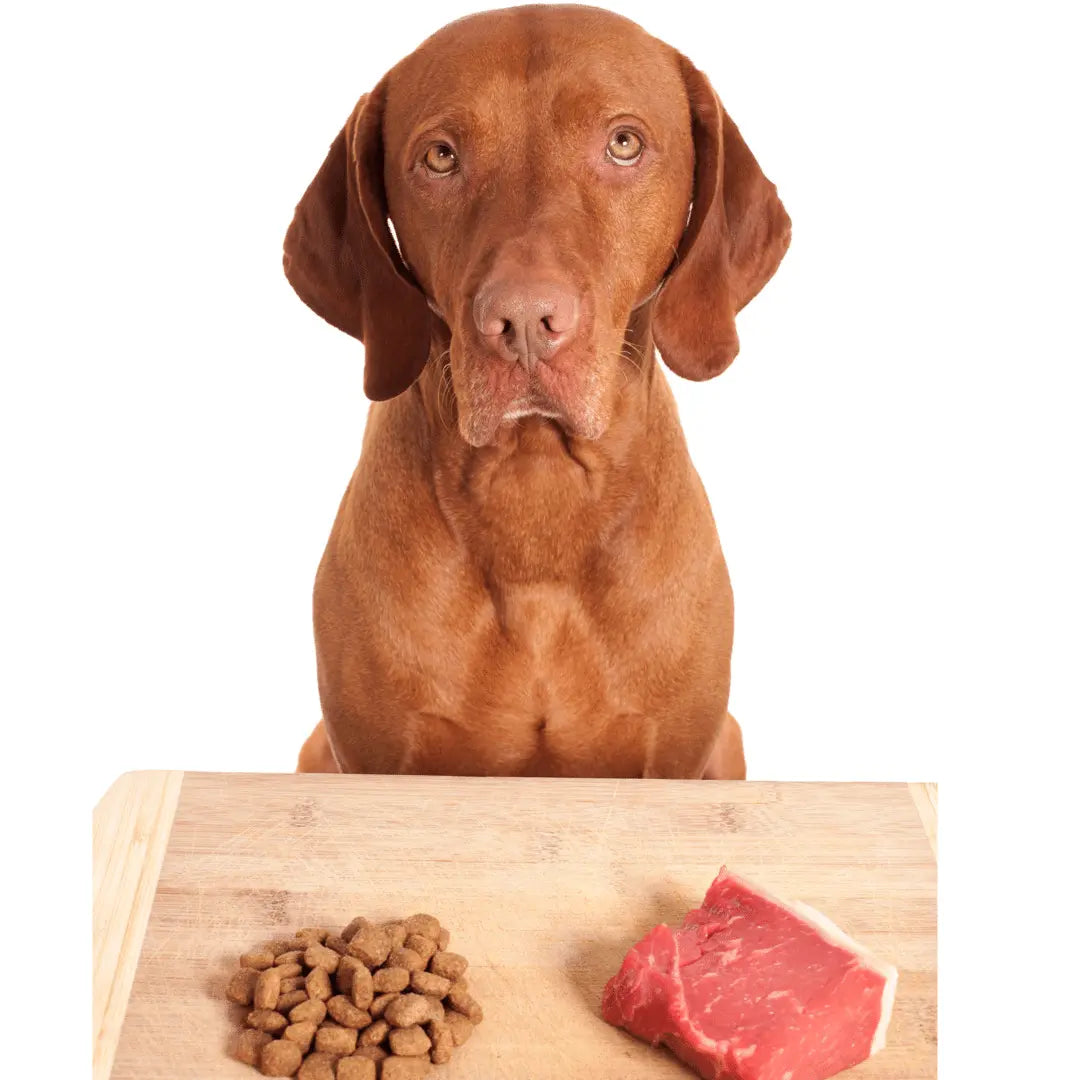 Mixing raw dog sales food with kibble