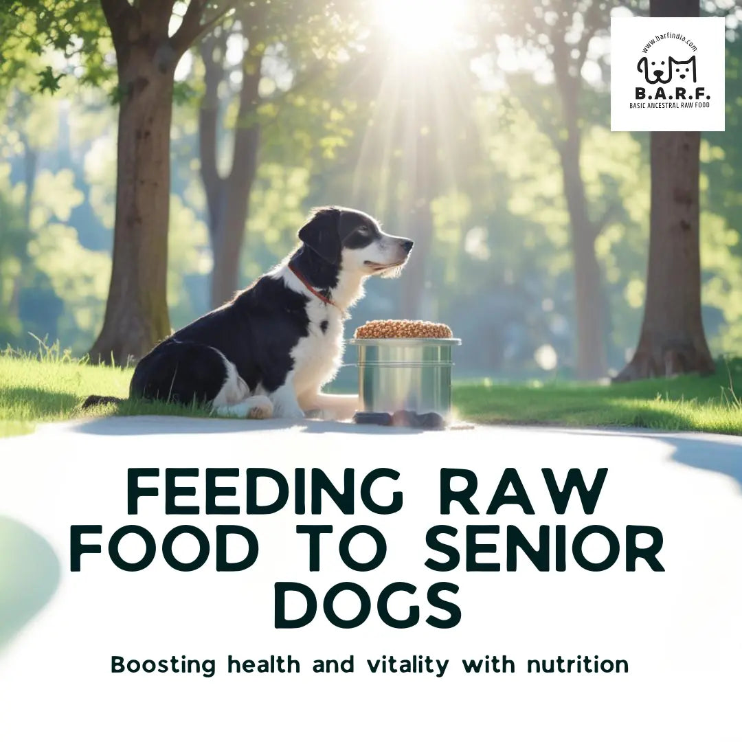 Feeding Raw Dog Food to Senior Dogs