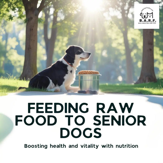Feeding Raw Dog Food to Senior Dogs