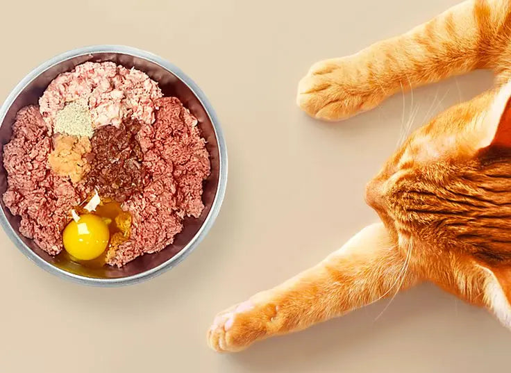 Fresh Cat Food made by BARF India for Cats in India
