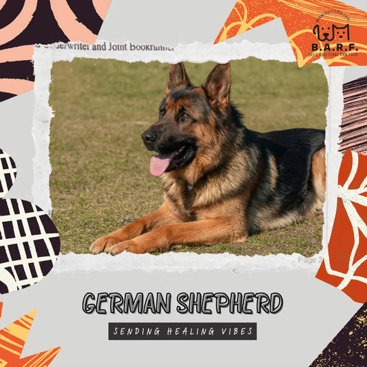 German Shepherd