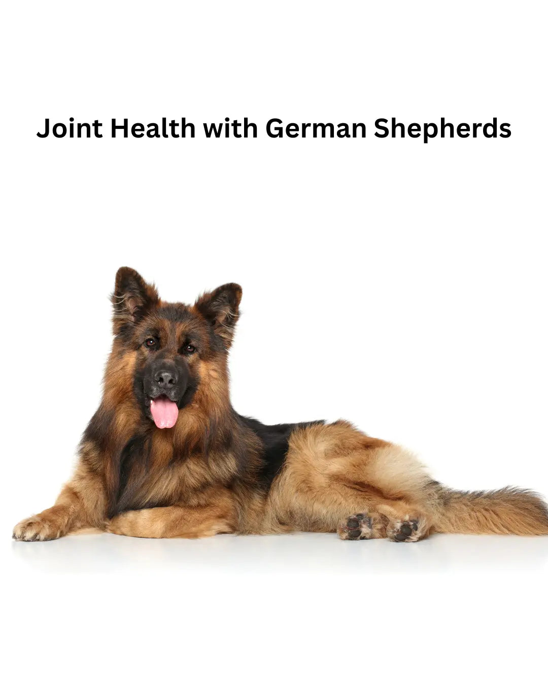 Joint Health German Shepherds
