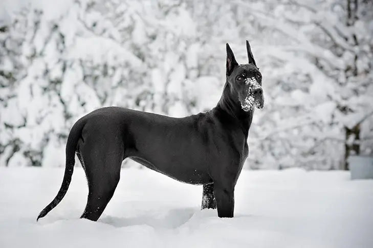 Giant Dog Breed