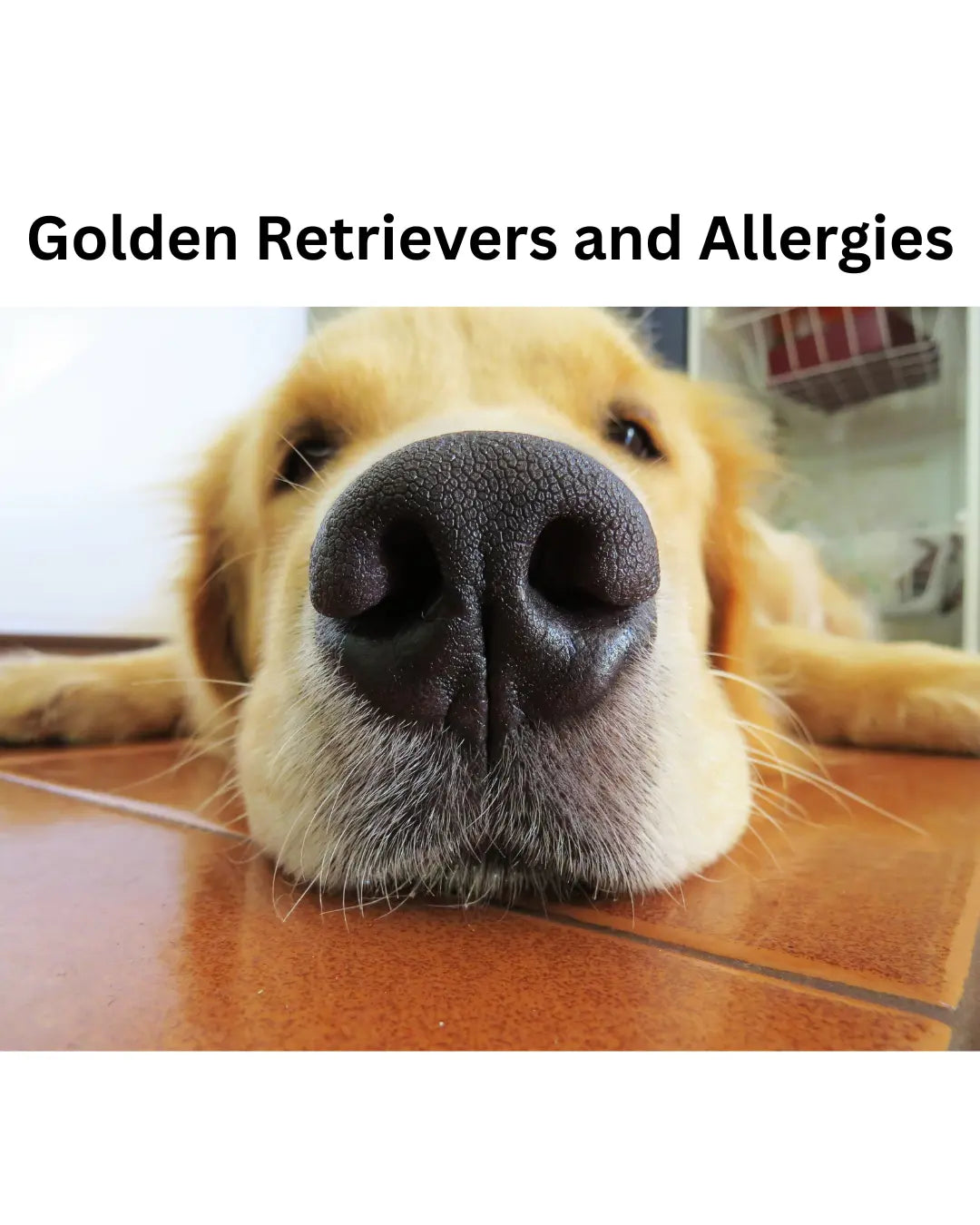 Golden Retriever and Allergies