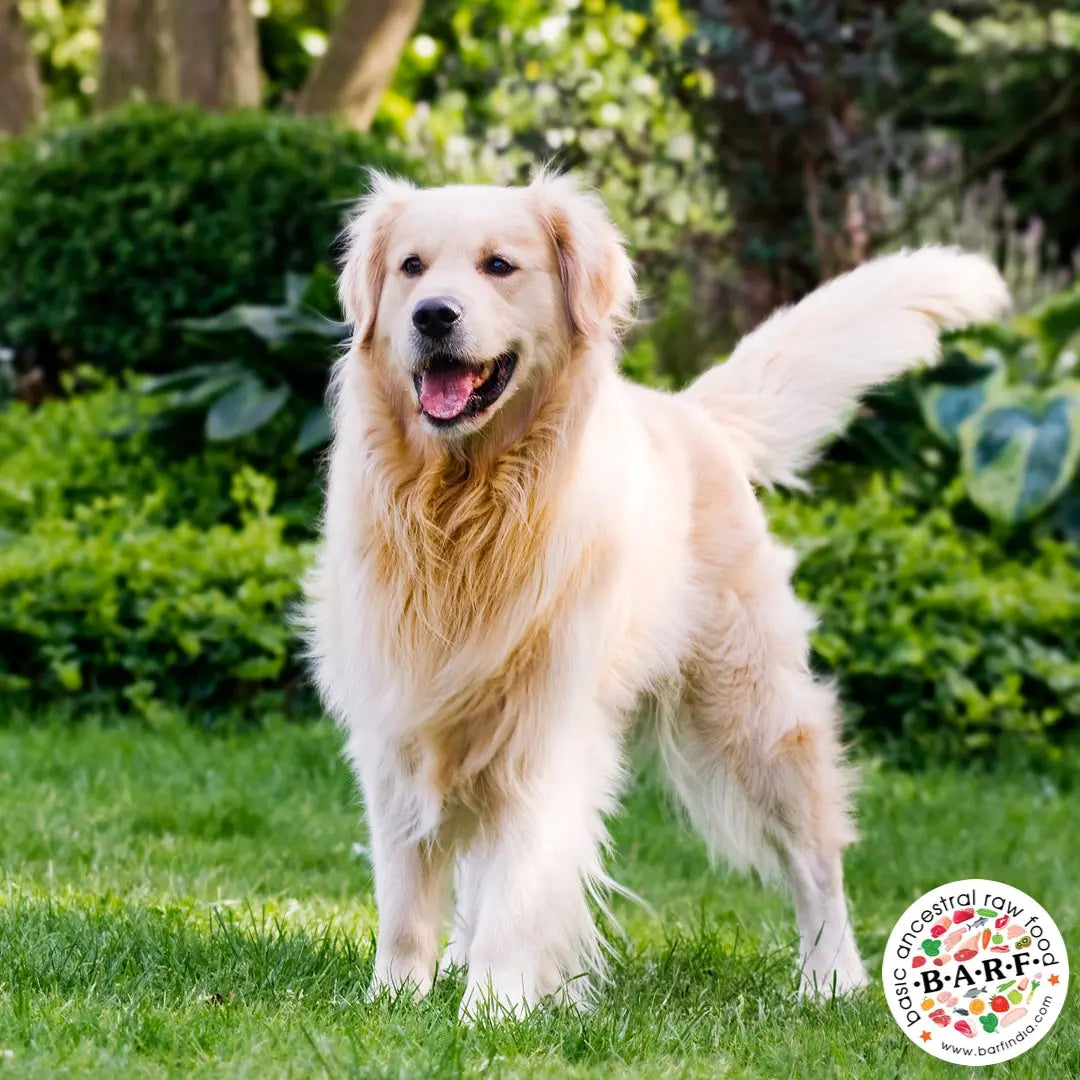 Illustration of Clinical Analysis Of The Effects Of Sugar Consumption On Canine Health
