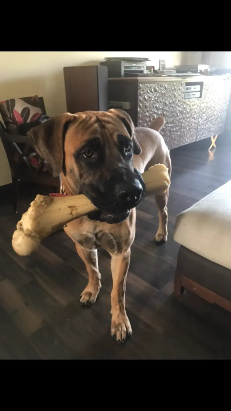 Chew bones