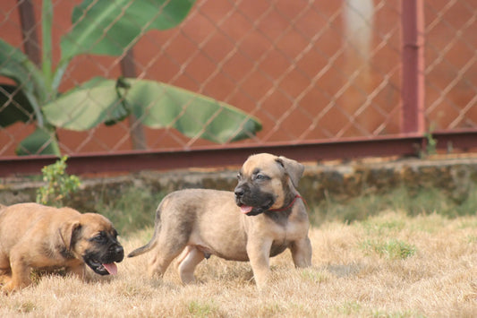 Raw Bones in your dogs diet