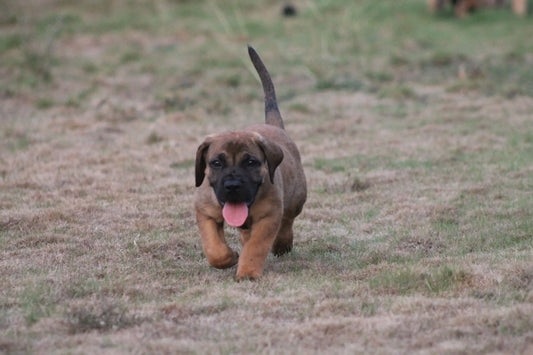 Itchiness in dogs