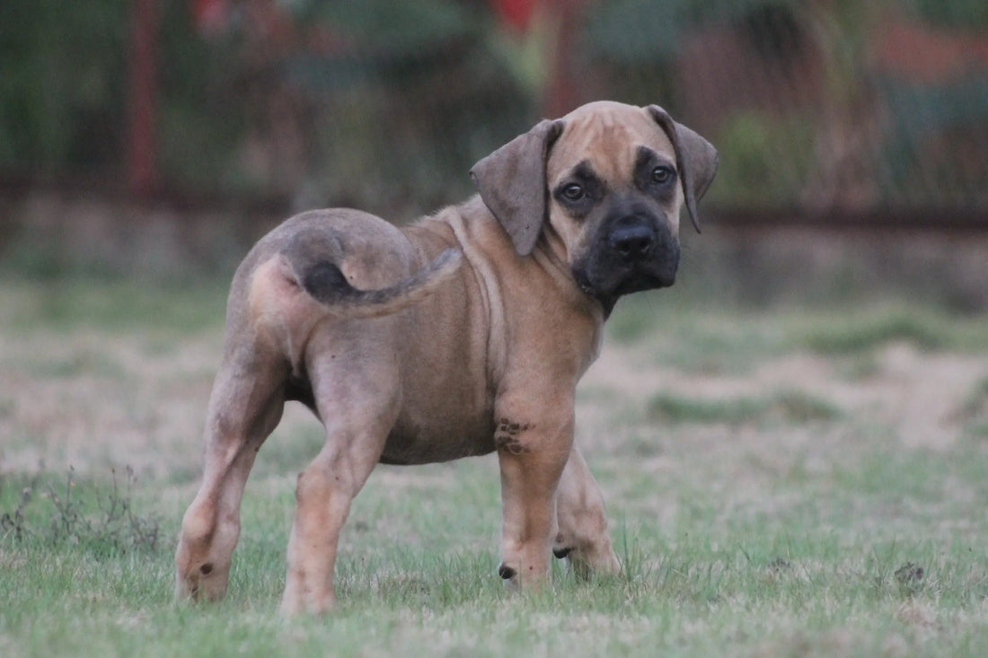 Itchiness in dogs