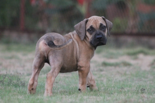 Itchiness in dogs