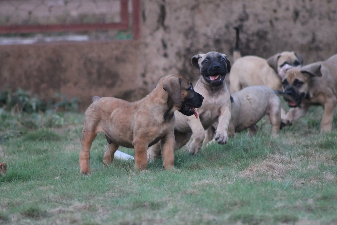 Raw pet food