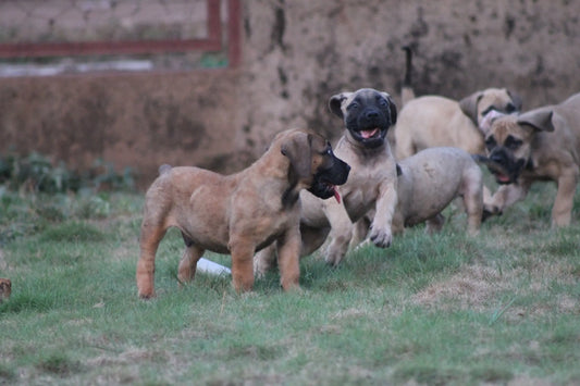 Raw pet food