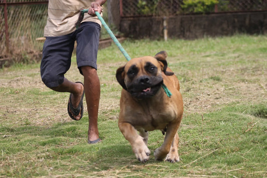 Raw Pet Foods