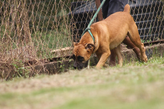 dogs eating grass