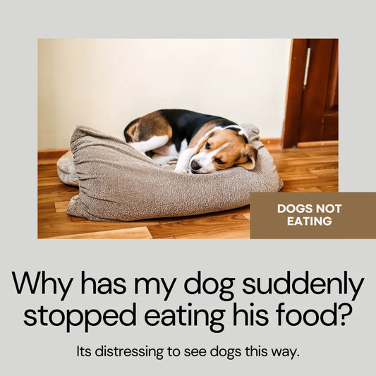 Dog not eating food