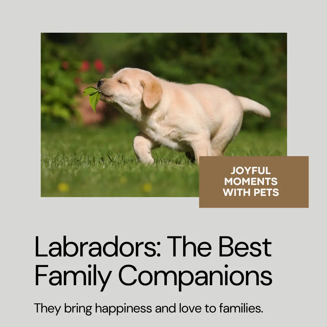 How long do Labradors Live?