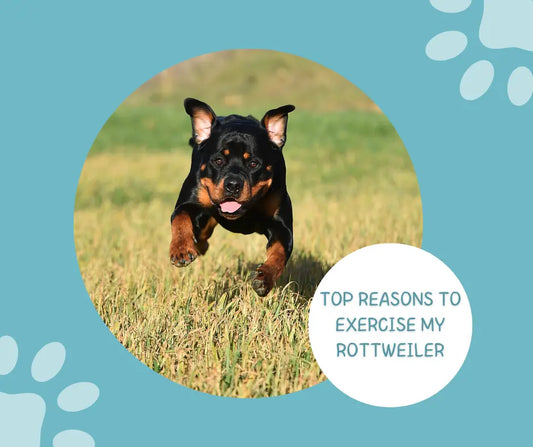 How Much Exercise Does a Rottweiler Need?