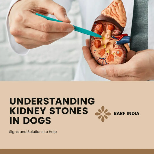 Kidney Stones in Dogs