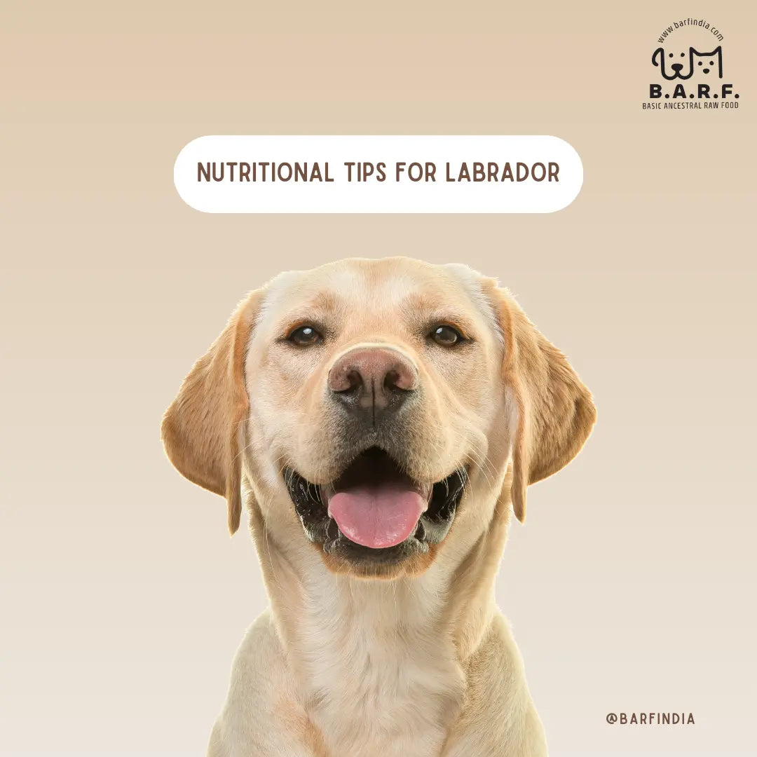 Dog Food for Labrador