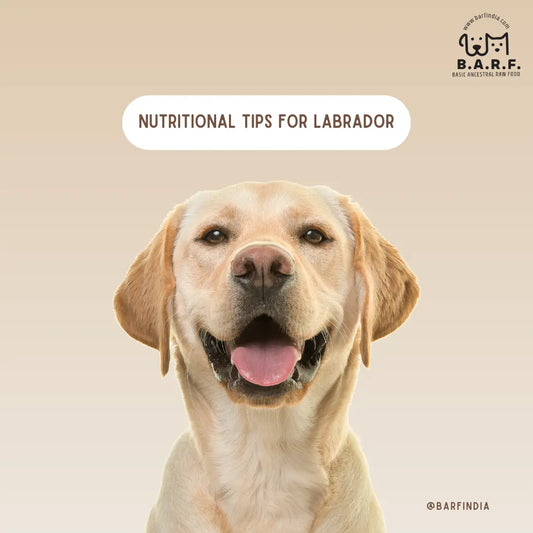 Dog Food for Labrador