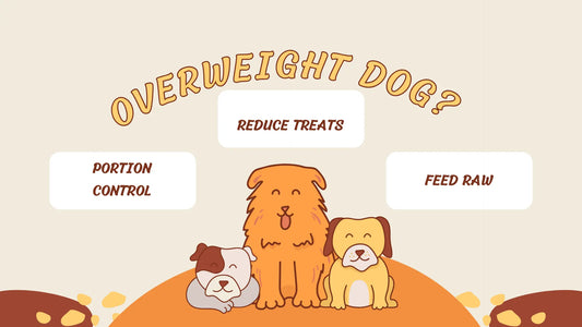 overweight dog