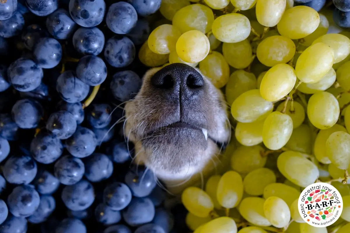 Illustration of Why Are Raisins Toxic To Dogs