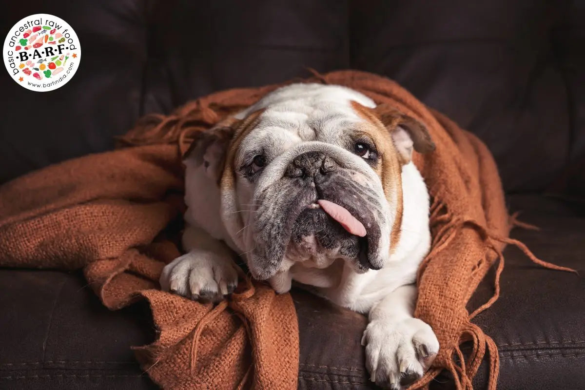 How important is moisture in your dog’s diet?