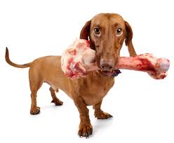 when can puppies eat bones