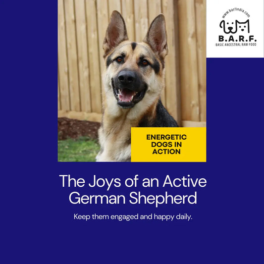 German Shepherds