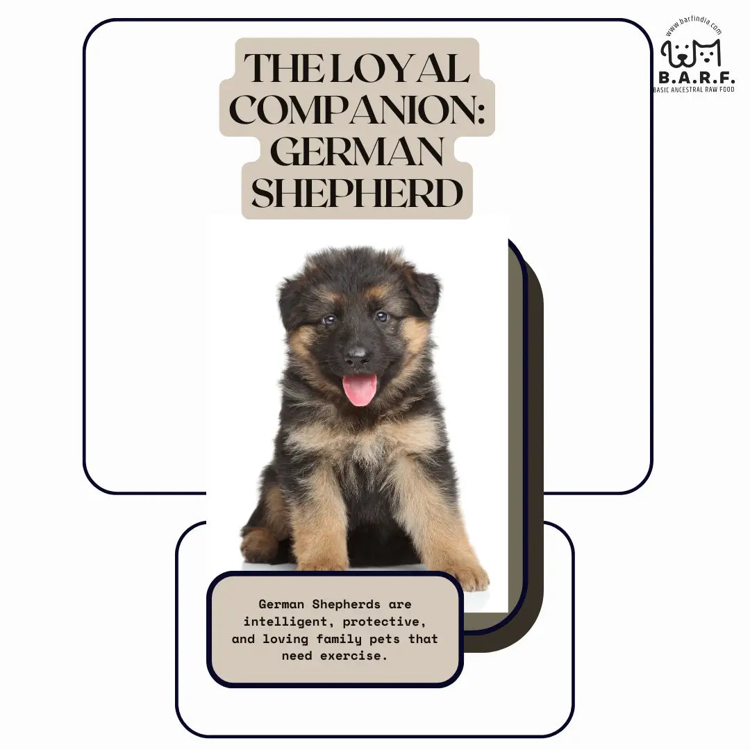 German Shepherd
