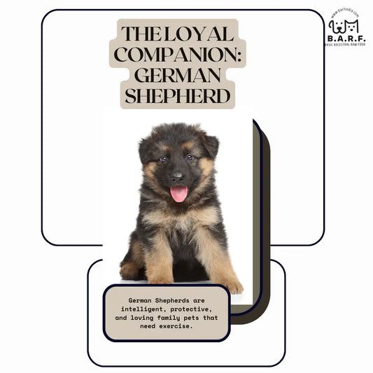 German Shepherd