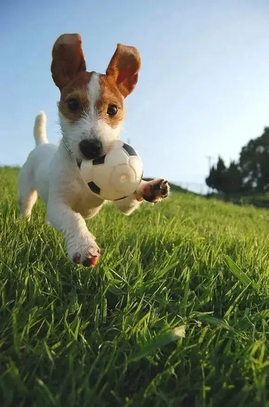 Fresh Dog Food