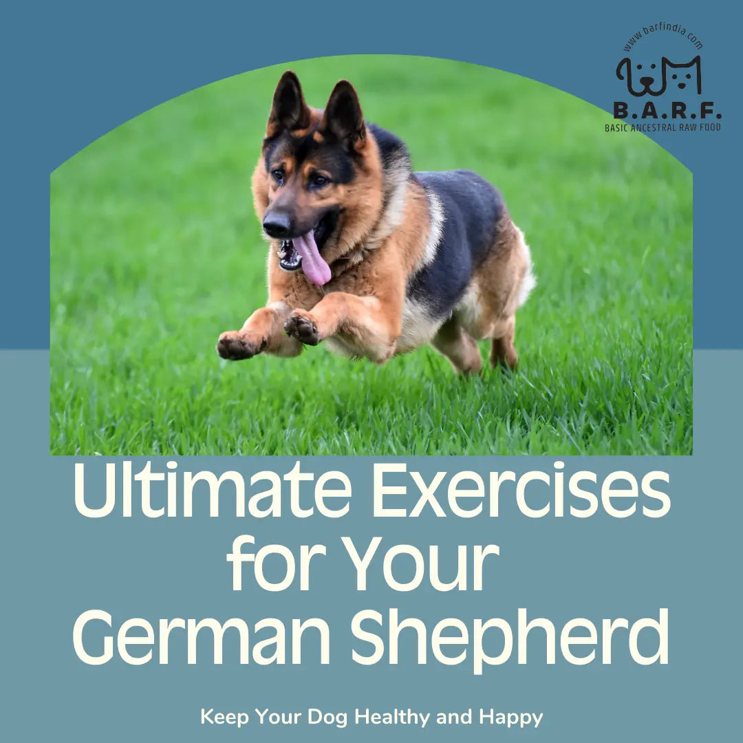 German Shepherd
