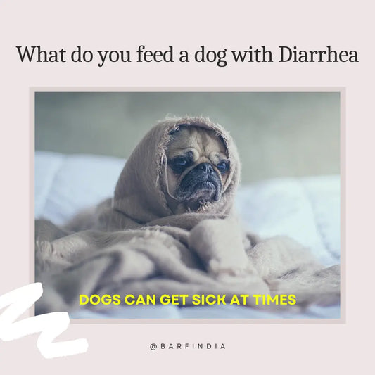 What to feed a dog with diarrhea