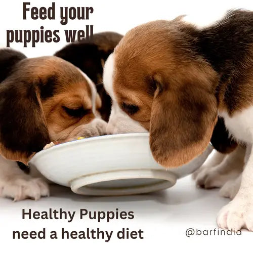 puppy food