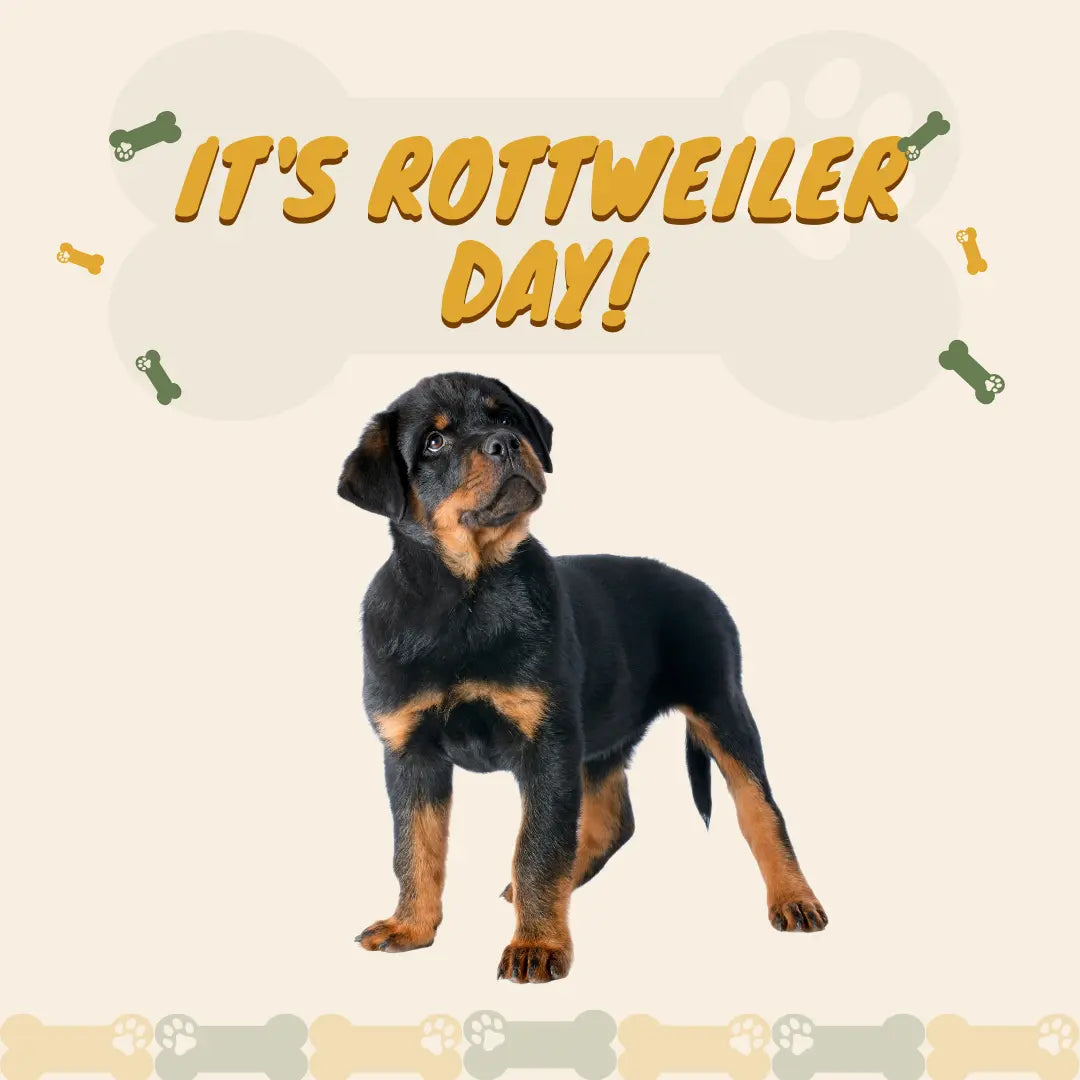 rottweiler puppy