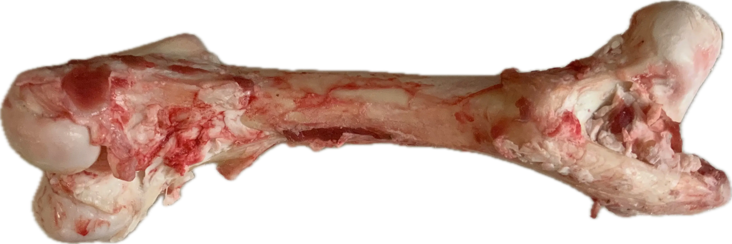A close-up of Raw Knuckle Chew Bones (Recreational Bone) - 2 pcs by www.barfindia.com, showing raw meaty bone with muscle, fat, and cartilage—ideal natural chew supporting dog dental health—isolated on a white background.