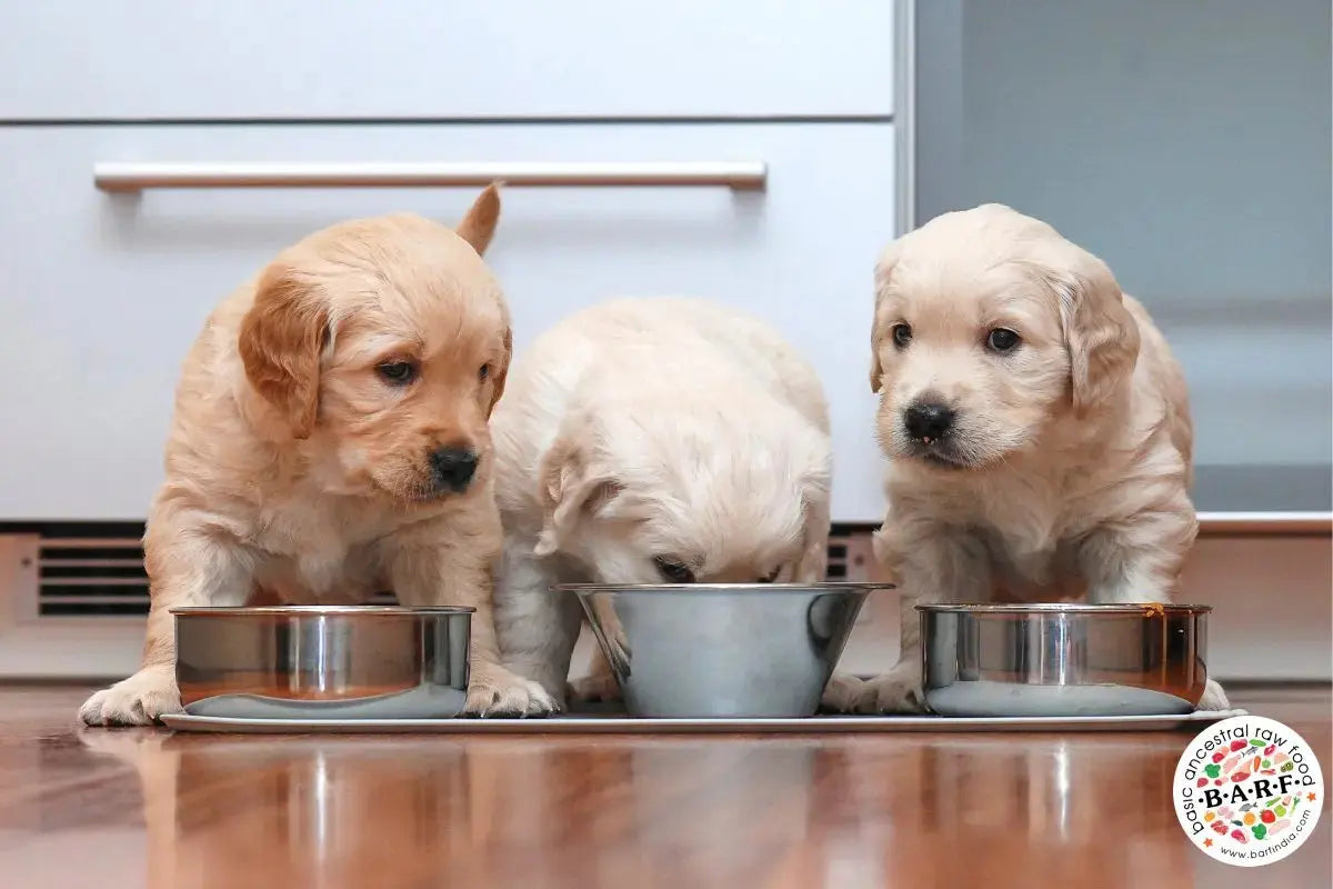 Raw Dog Food Puppy Food