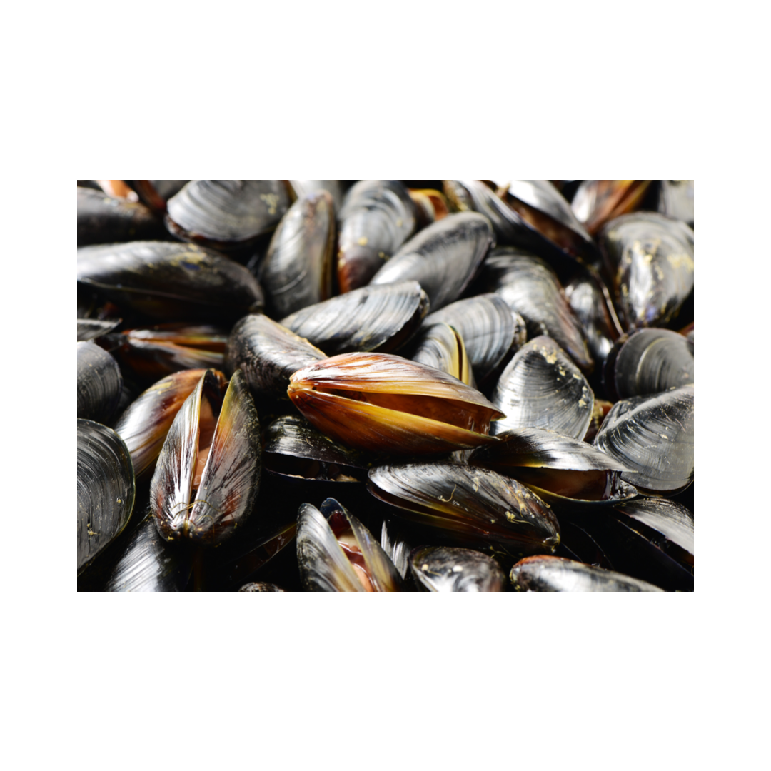 mussel