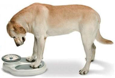 obesity in dogs